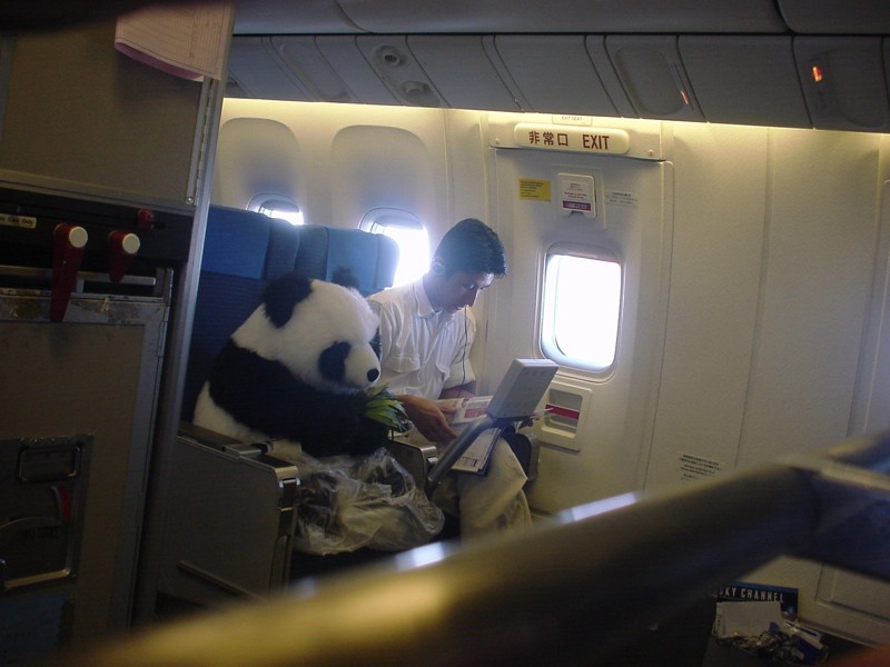 1. Панда летит в зоопарк