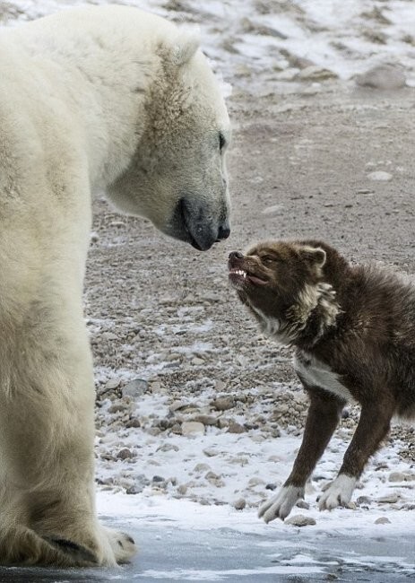Белый медведь против собаки