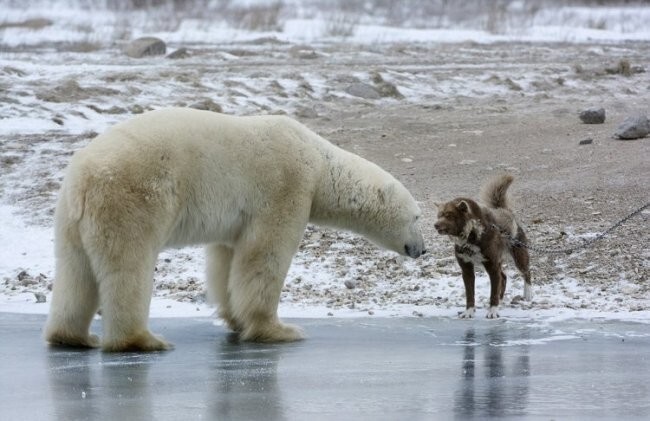 Белый медведь против собаки