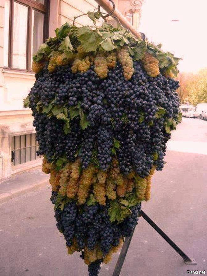 Вот это гроздь винограда