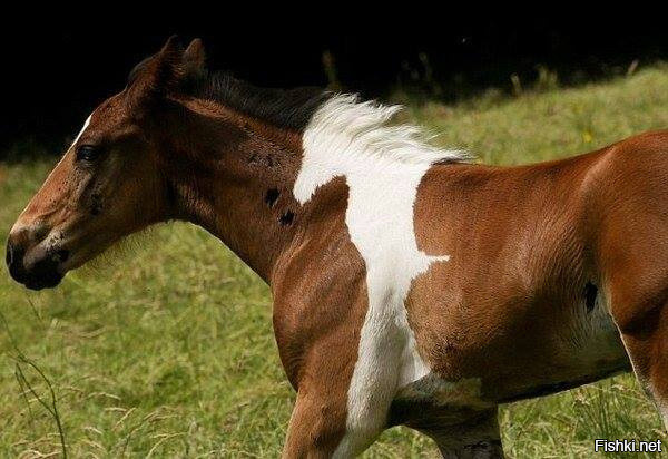 Конь с родимым пятном в форме коня