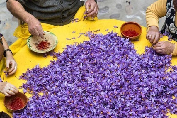 Шафран – самая дорогая пряность в мире, которую делают из высушенных рыльцев фиолетового цветка «крокуса». 