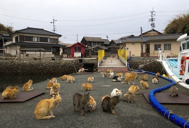 Японский остров Аосима, где на 15 жителей приходится более 100 кошек.
