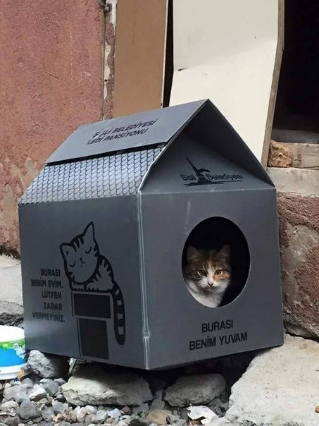 Вот такие домики ставят в Турции бездомным котам.   Написано "Это мой домик. Пожалуйста, не причиняйте вред".