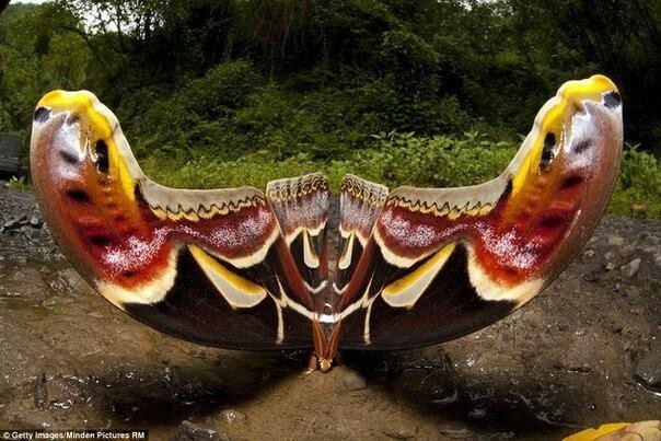 Ученые обнаружили на востоке Гималаев самую большую  бабочку с невероятным размахом крыльев в 25 сантиметров