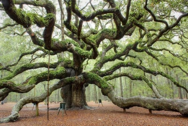 Дуб ангела. Чарльстон, США. Возраст этого дерева приблизительно 1500 лет.