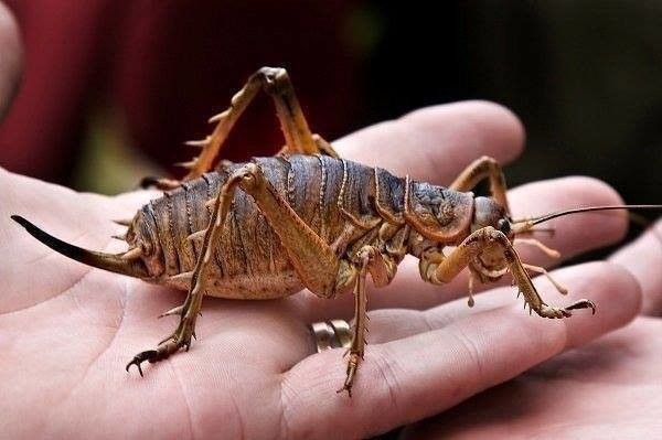 Самое тяжелое насекомое-Гигантские Вета. Длина насекомого - почти 18 см, а весит она как три взрослые мыши