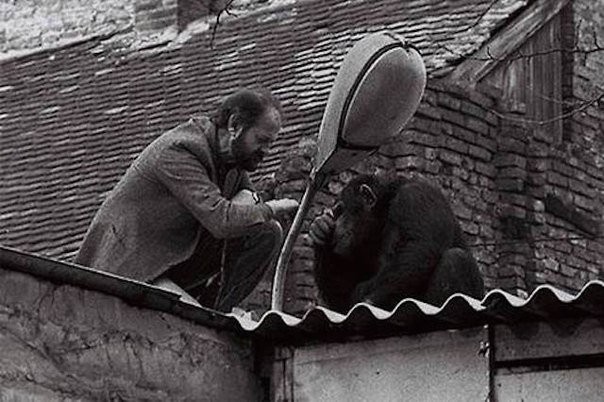 Директор Белградского зоопарка уговаривает сбежавшего шимпанзе по кличке Сами вернуться в зоопарк, 1988 г