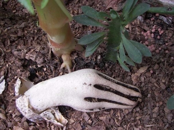 Этот гриб называется "Пальцы дьявола" и выглядит так, как будто из под земли тянется рука.