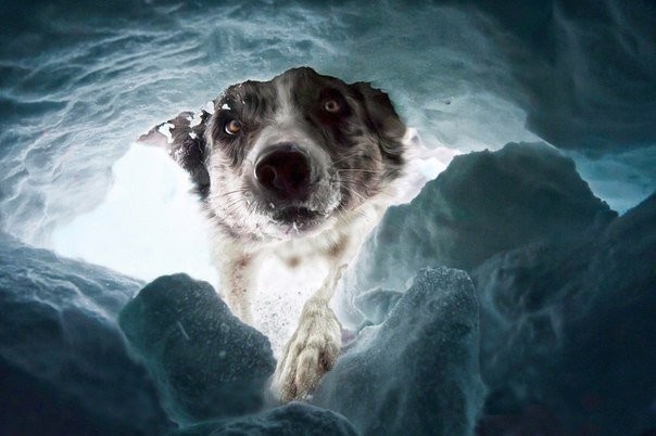 Когда вас спасет из снежной лавины собака-спасатель, её морда запомнится на всю оставшуюся жизнь