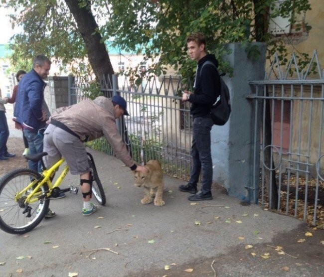 В центре Уфы поймали гуляющего по улице львенка