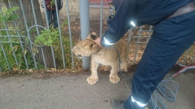 В центре Уфы поймали гуляющего по улице львенка