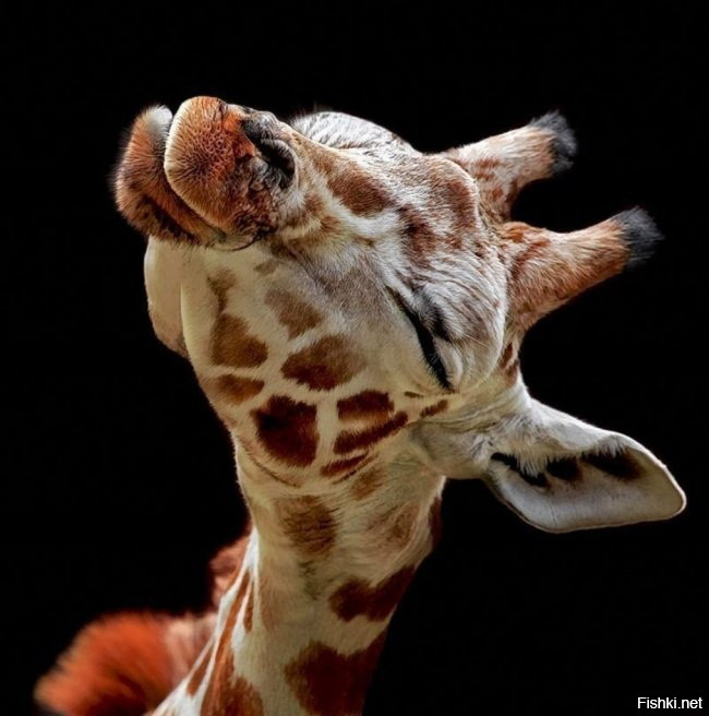 Поцелуй жирафа