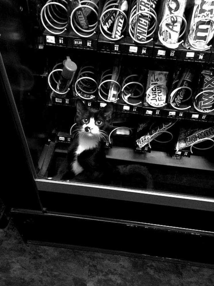 Кот в торговом автомате 