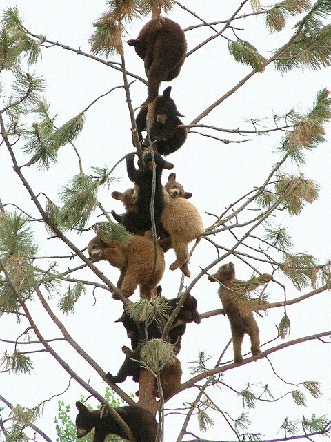 Мишки на дереве 