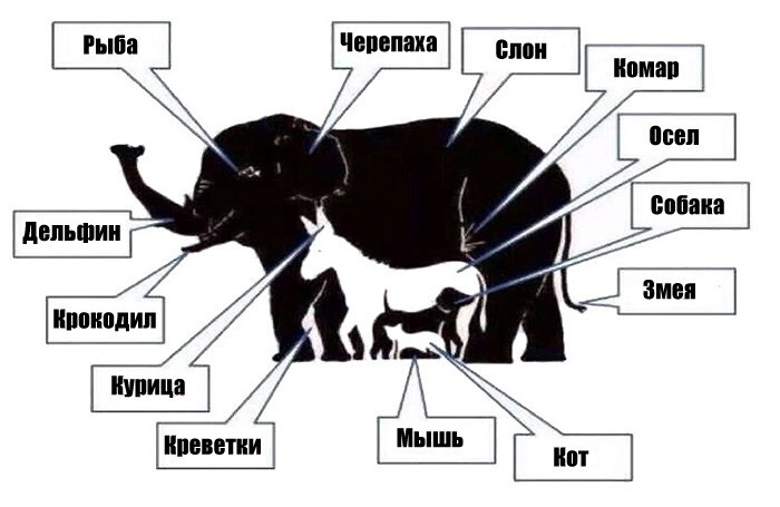 С Какими Группами Животных Вы Познакомились