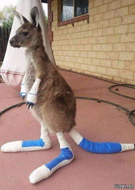 Этого малыша кенгуру спасли во время лесного пожара на юго-западе Австралии