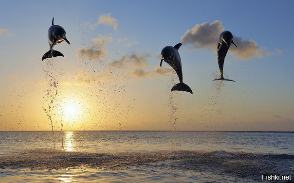 "Летающие" дельфины, Ислас-де-ла-Баия, Гондурас