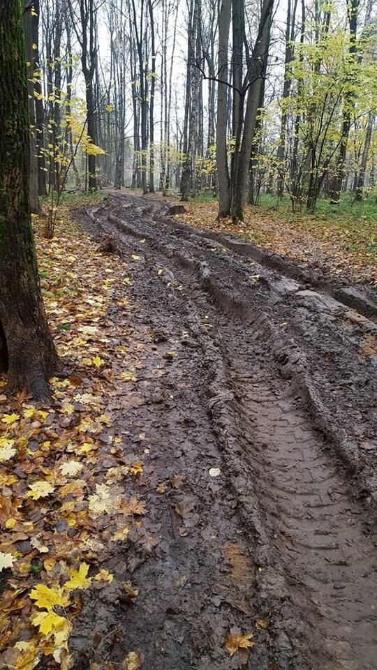 Уничтожение лесов на Юго-Западе Москвы набирает обороты