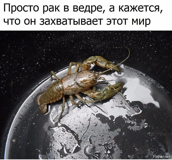 Из солянки