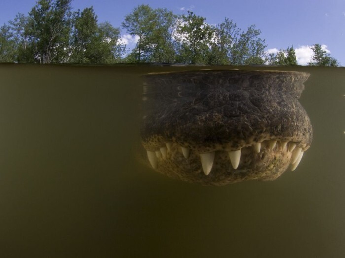 Аллигатов в мутной воде, Флорида (Doug Perrin)