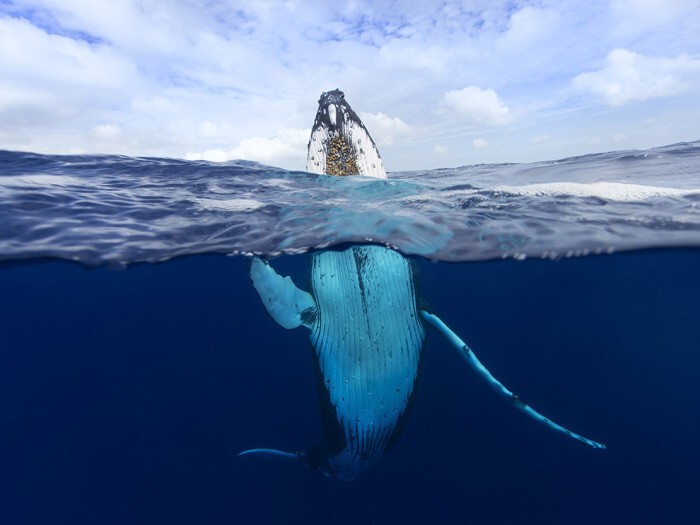 Горбатый кит в Полинезии (Craig Parry)