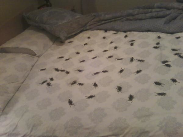 Тараканы в постели
