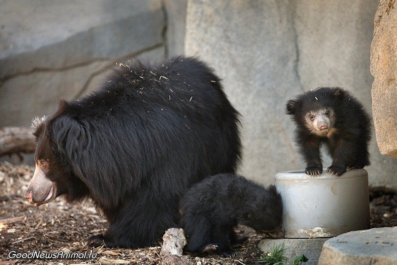 Медведь-губач (Melursus ursinus)