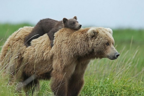 Бурый медведь (Ursus arctos)