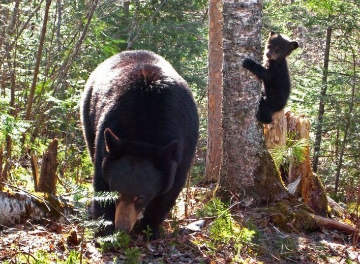 Черный медведь, или барибал (Ursus americanus)