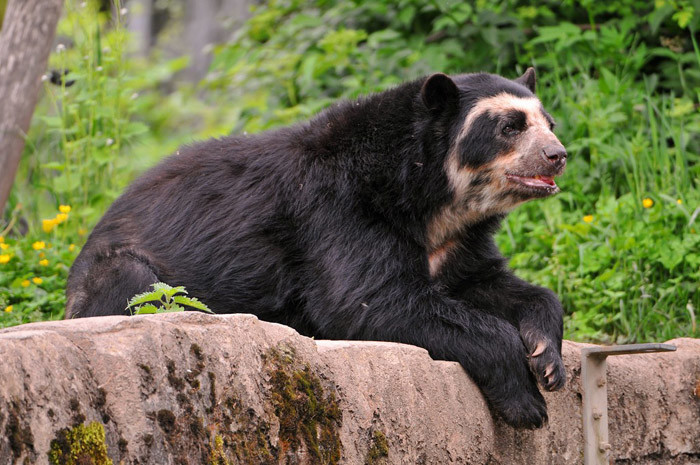 Очковый медведь (Tremarctos ornatus)