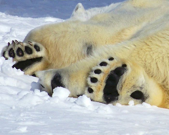 Белый медведь (Ursus maritimus)