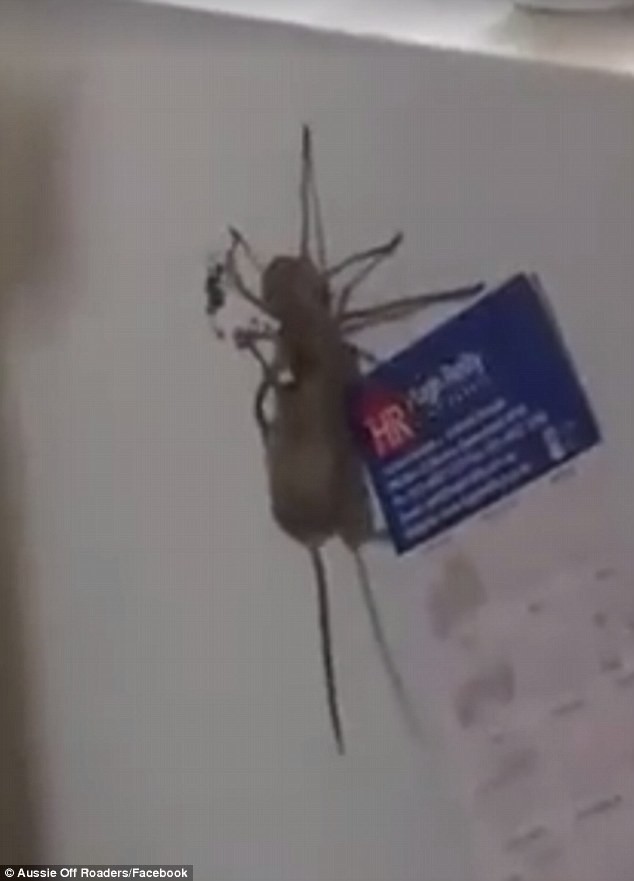 "Блюдо с собой": в этом шокирующем видео гигантский крабовый паук поймал... мышь