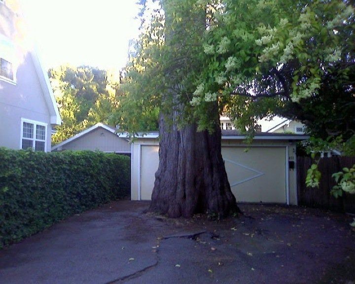 Дерево перед гаражом 