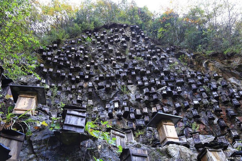 Сотни ульев висят на скале Гуанмен, где таким образом китайские пчеловоды пыт...