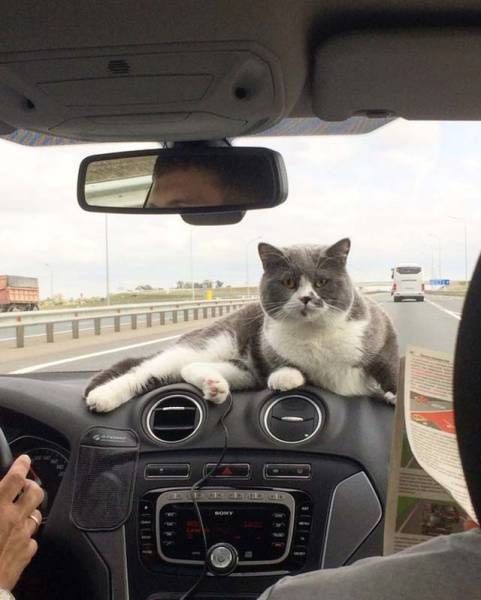 Кот-путешественник 