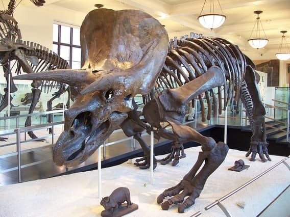 Для чего динозавры использовали гребни, шипы и рога?
