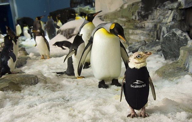  Пингвину, потерявшему перья из-за болезни, сшили гидрокостюм