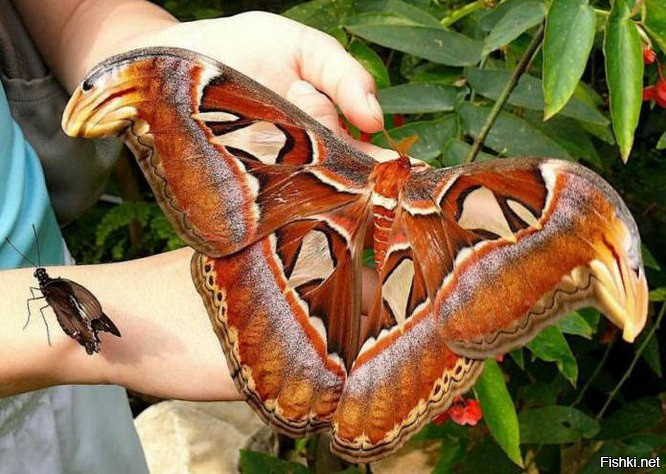 Attacus Atlas— одна из самых больших бабочек в мире