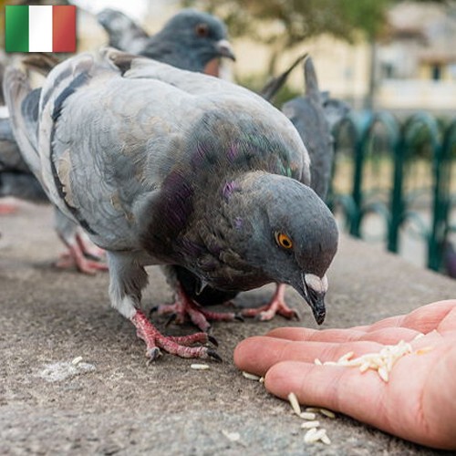 2. В Италии запрещено кормить голубей