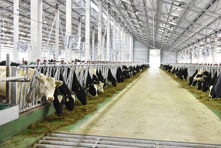 21. В Белгородской области открыта первая очередь молочного комплекса на 2000 коров