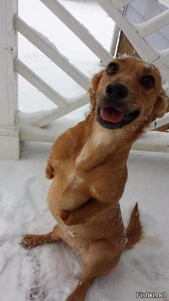 Двуногая собака радуется снегу