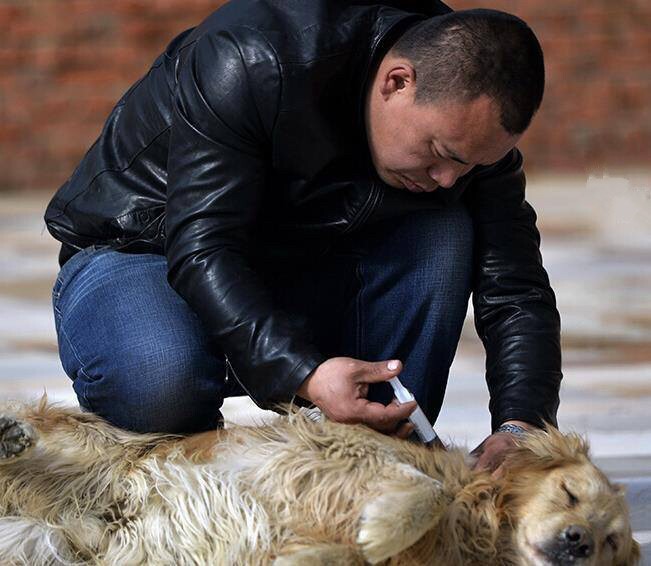 Китайский бизнесмен купил 2,000 собак, чтобы спасти их и найти им новый дом