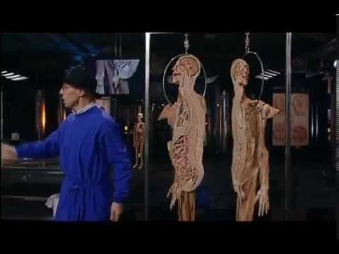 Анатомия человеческого тела (мочеполовая система мужчины и женщины) 