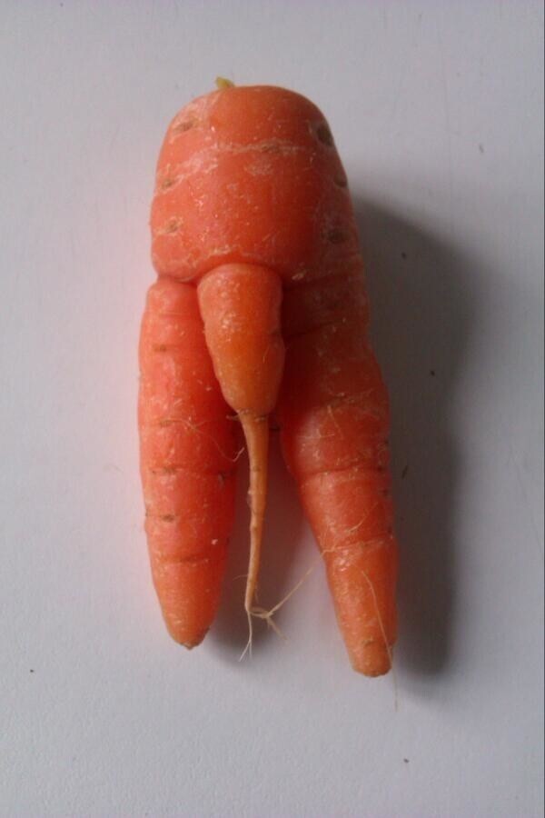 Настойчивая морковь