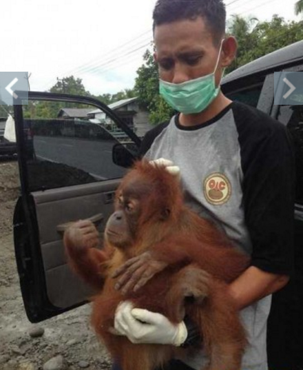 В Индонезии работники спасательного центра освободили прикованного к стене детёныша орангутанга 