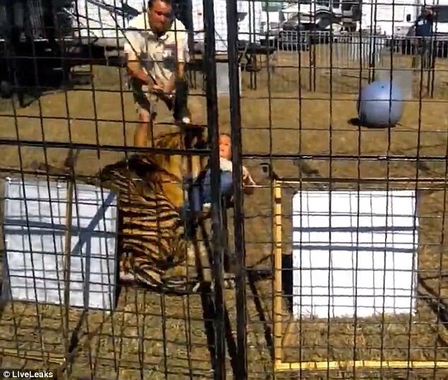 Опасная работа: дрессировщица тигров была схвачена за ногу подопечным на глазах у детей