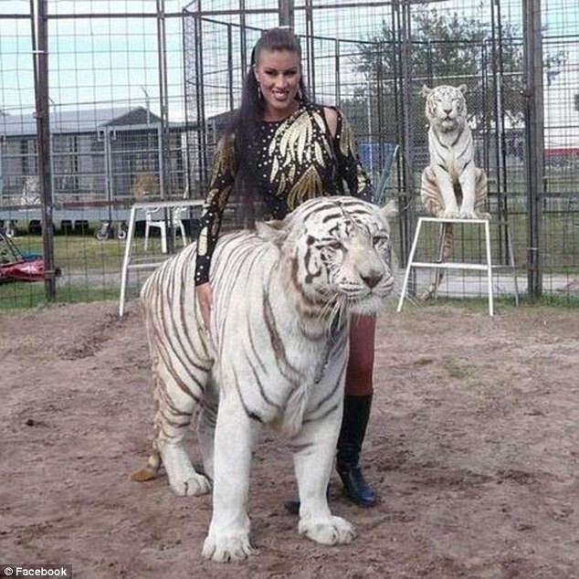 Опасная работа: дрессировщица тигров была схвачена за ногу подопечным на глазах у детей