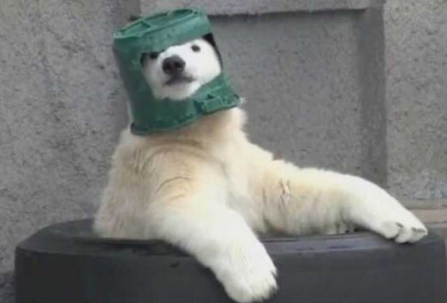Белый медведь нашел себе игрушку - практически рыцарский шлем