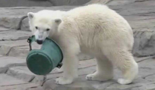 Белый медведь нашел себе игрушку - практически рыцарский шлем